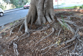 Ficus della Rotonda
